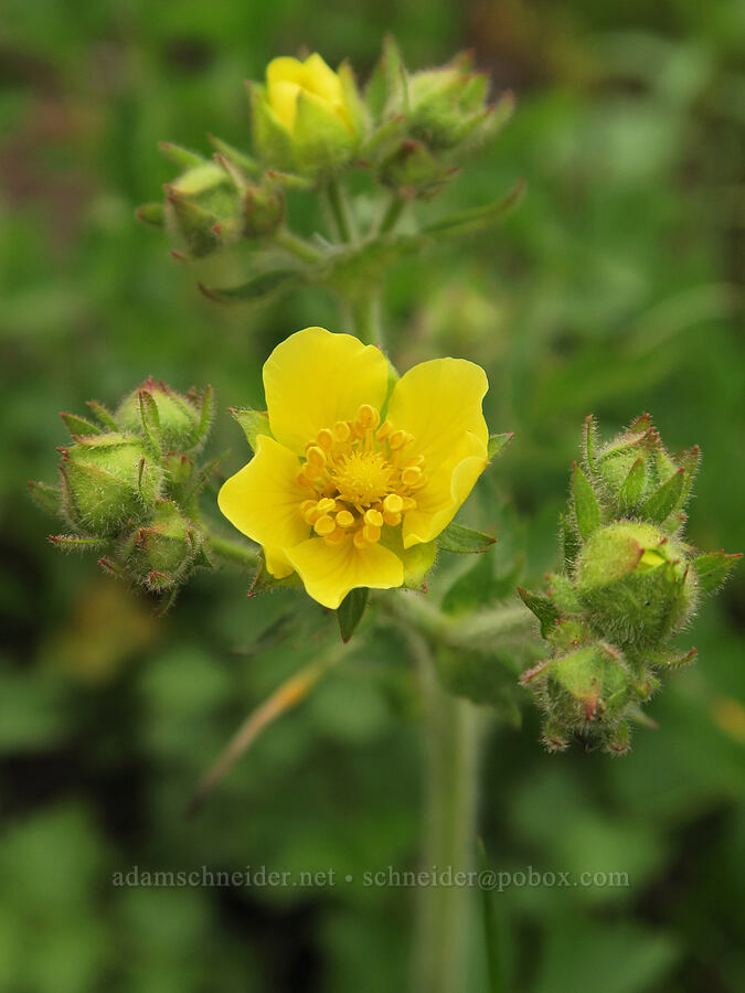 Austin's wood-beauty (cinquefoil) (Drymocallis lactea var. austiniae (Potentilla glandulosa var. austiniae)) [Little Summit Prairie, Ochoco National Forest, Crook County, Oregon]