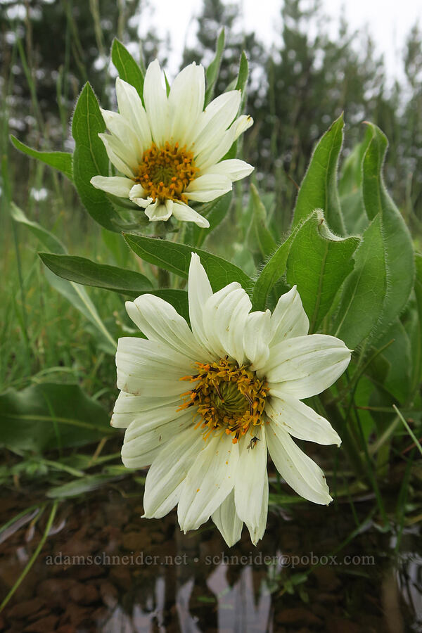 white mule's-ears (Wyethia helianthoides) [Little Summit Prairie, Ochoco National Forest, Crook County, Oregon]