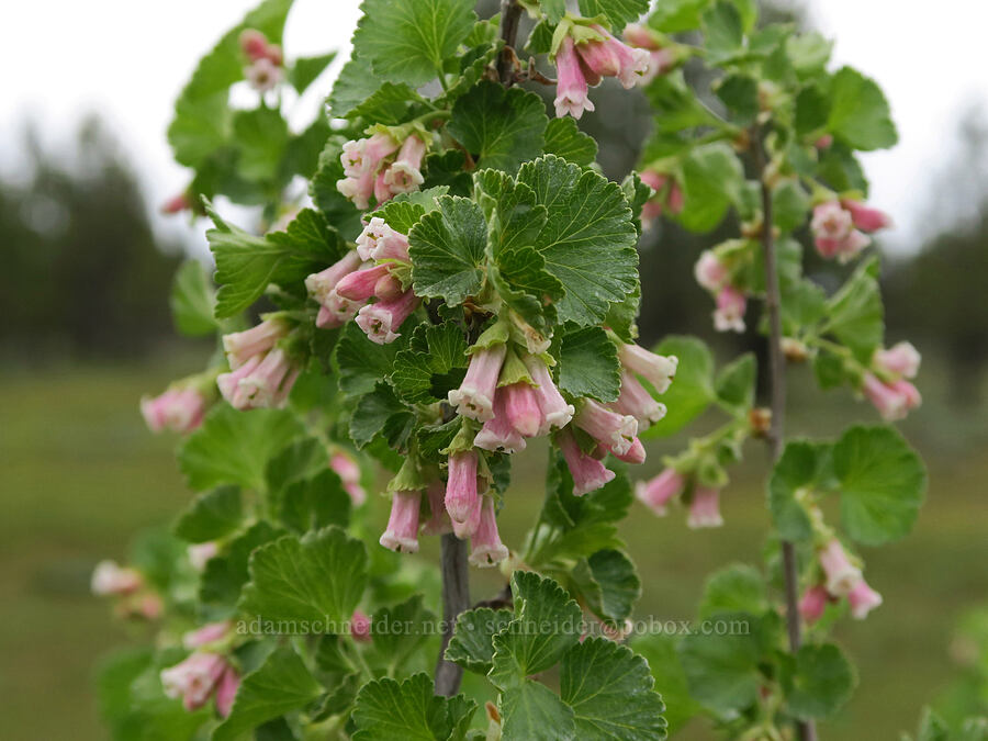wax currant flowers (Ribes cereum) [Little Summit Prairie, Ochoco National Forest, Crook County, Oregon]