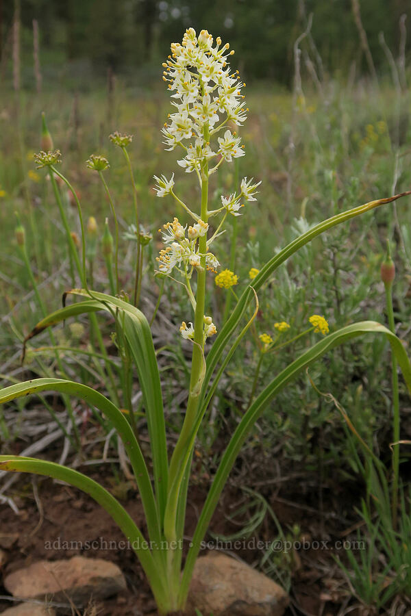 panicled death-camas (Toxicoscordion paniculatum (Zigadenus paniculatus)) [Little Summit Prairie, Ochoco National Forest, Crook County, Oregon]