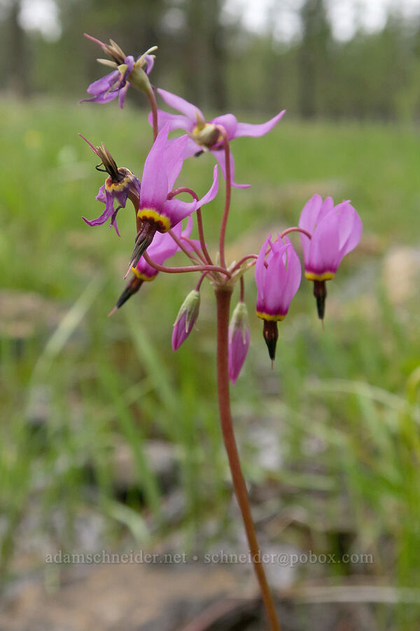 dark-throated shooting stars (Dodecatheon pulchellum var. monanthum (Primula pauciflora var. monantha)) [Little Summit Prairie, Ochoco National Forest, Crook County, Oregon]