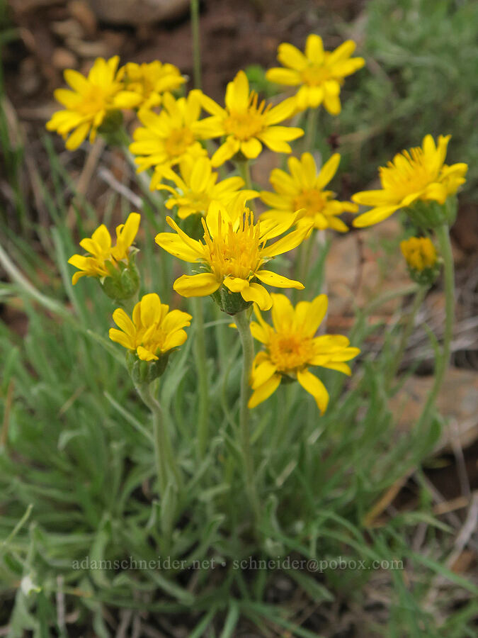 woolly goldenweed (Stenotus lanuginosus var. lanuginosus (Haplopappus lanuginosus)) [Little Summit Prairie, Ochoco National Forest, Crook County, Oregon]