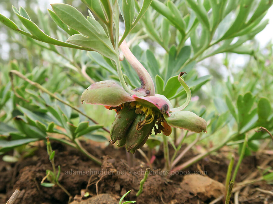Brown's peony, fruiting (Paeonia brownii) [Little Summit Prairie, Ochoco National Forest, Crook County, Oregon]