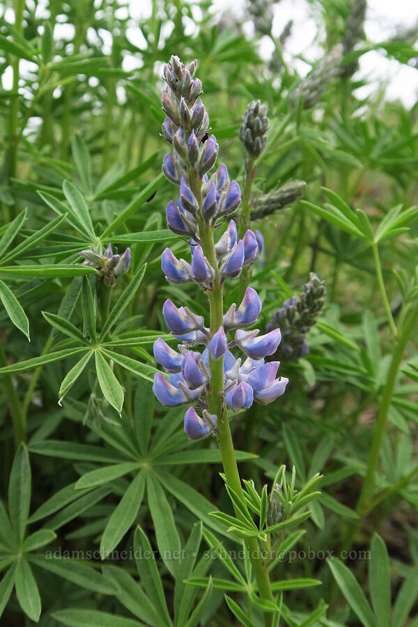 lupine (Lupinus sp.) [Little Summit Prairie, Ochoco National Forest, Crook County, Oregon]