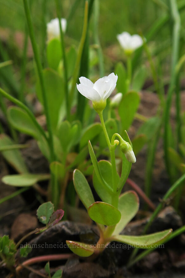 water montia (Montia chamissoi (Claytonia chamissoi)) [Little Summit Prairie, Ochoco National Forest, Crook County, Oregon]