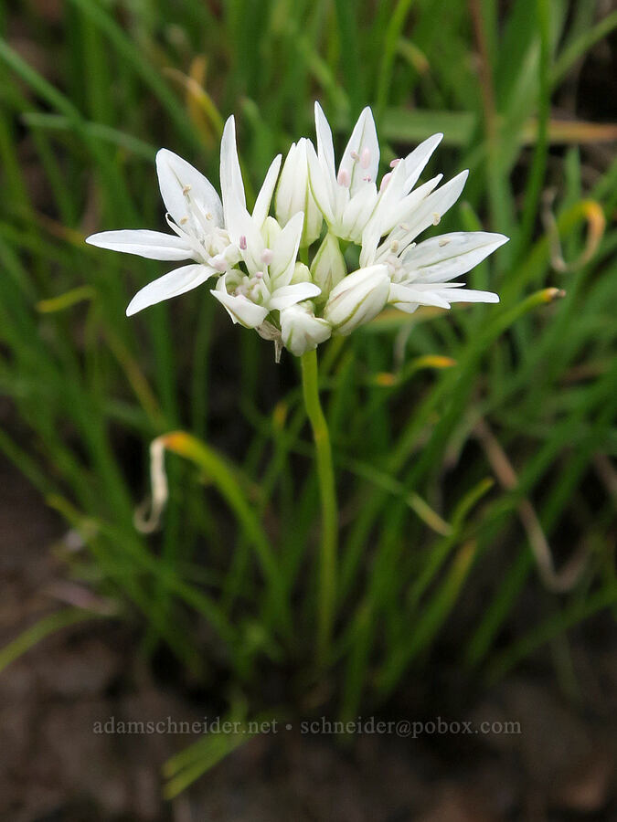mountain swamp onion (Allium madidum) [Little Summit Prairie, Ochoco National Forest, Crook County, Oregon]