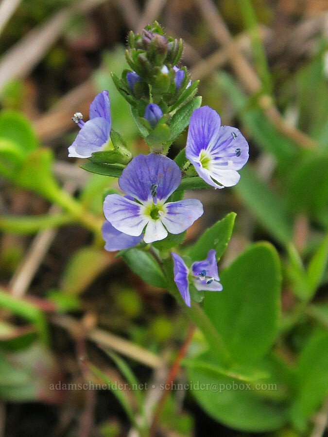 thyme-leaf speedwell (Veronica serpyllifolia) [Little Summit Prairie, Ochoco National Forest, Crook County, Oregon]