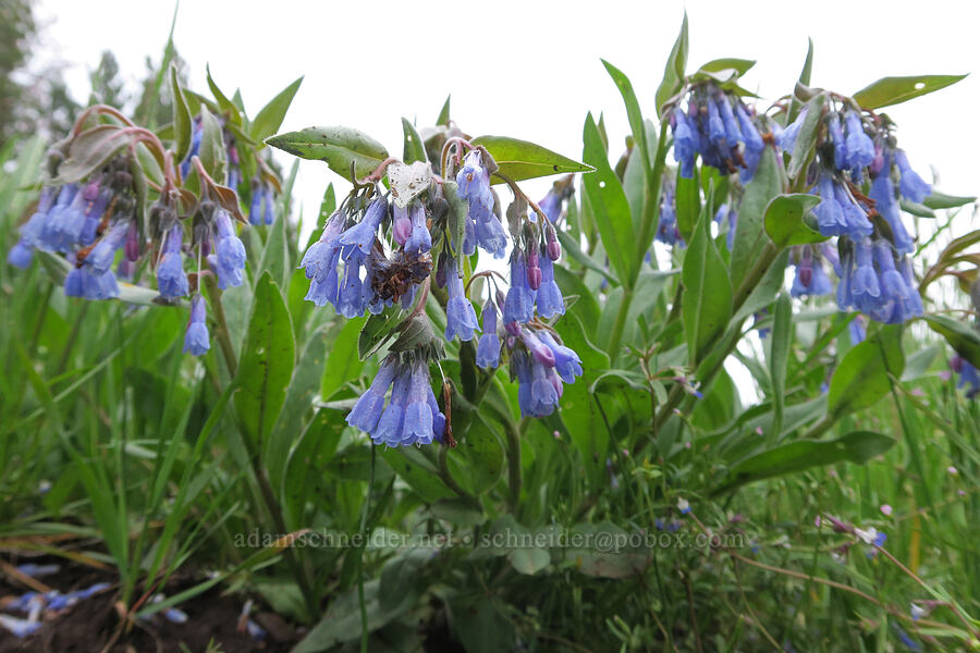 sagebrush bluebells (Mertensia oblongifolia) [Little Summit Prairie, Ochoco National Forest, Crook County, Oregon]