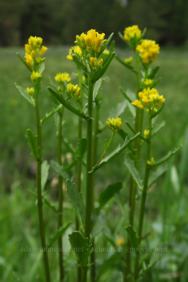 American winter-cress (Barbarea orthoceras) [Little Summit Prairie, Ochoco National Forest, Crook County, Oregon]