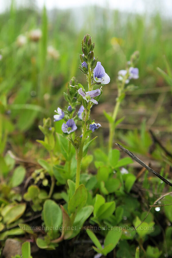 thyme-leaf speedwell (Veronica serpyllifolia) [Summit Prairie, Malheur National Forest, Grant County, Oregon]