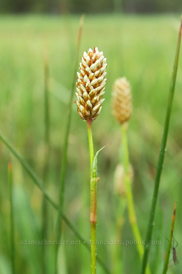 western bistort, budding (Bistorta bistortoides (Polygonum bistortoides)) [Summit Prairie, Malheur National Forest, Grant County, Oregon]