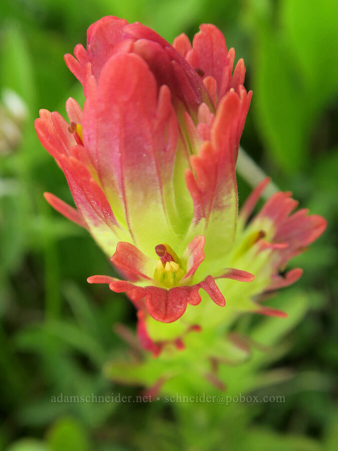 hybrid paintbrush? (Castilleja sp.) [Summit Prairie, Malheur National Forest, Grant County, Oregon]