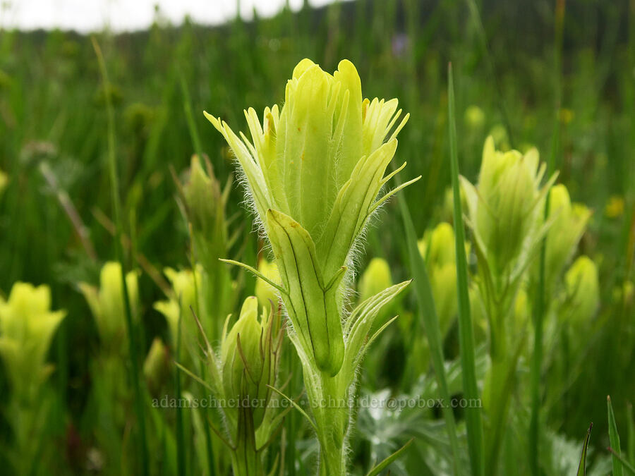 Cusick's paintbrush (Castilleja cusickii) [Summit Prairie, Malheur National Forest, Grant County, Oregon]