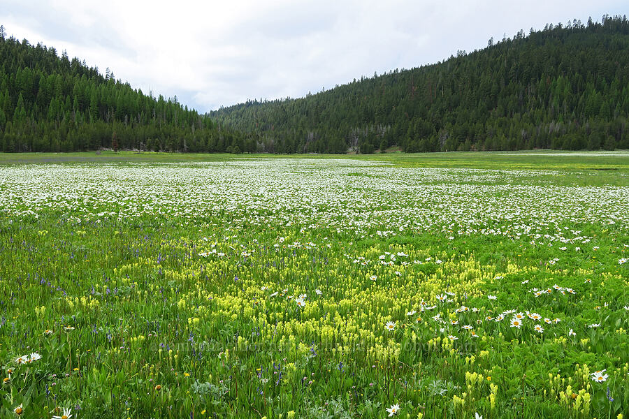 wildflowers (Wyethia helianthoides, Castilleja cusickii, Camassia quamash, Trifolium longipes ssp. hansenii) [Summit Prairie, Malheur National Forest, Grant County, Oregon]