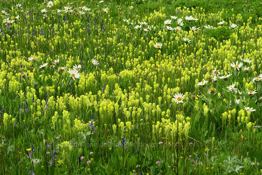wildflowers (Wyethia helianthoides, Castilleja cusickii, Camassia quamash, Trifolium longipes ssp. hansenii) [Summit Prairie, Malheur National Forest, Grant County, Oregon]