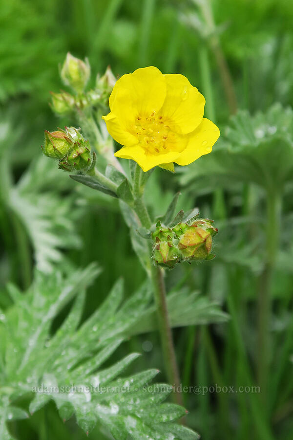 Nuttall's cinquefoil (Potentilla gracilis var. fastigiata (Potentilla gracilis var. nuttallii)) [Summit Prairie, Malheur National Forest, Grant County, Oregon]