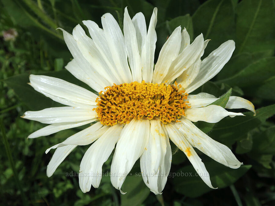 white mule's-ears, crested/fasciated (Wyethia helianthoides) [Summit Prairie, Malheur National Forest, Grant County, Oregon]