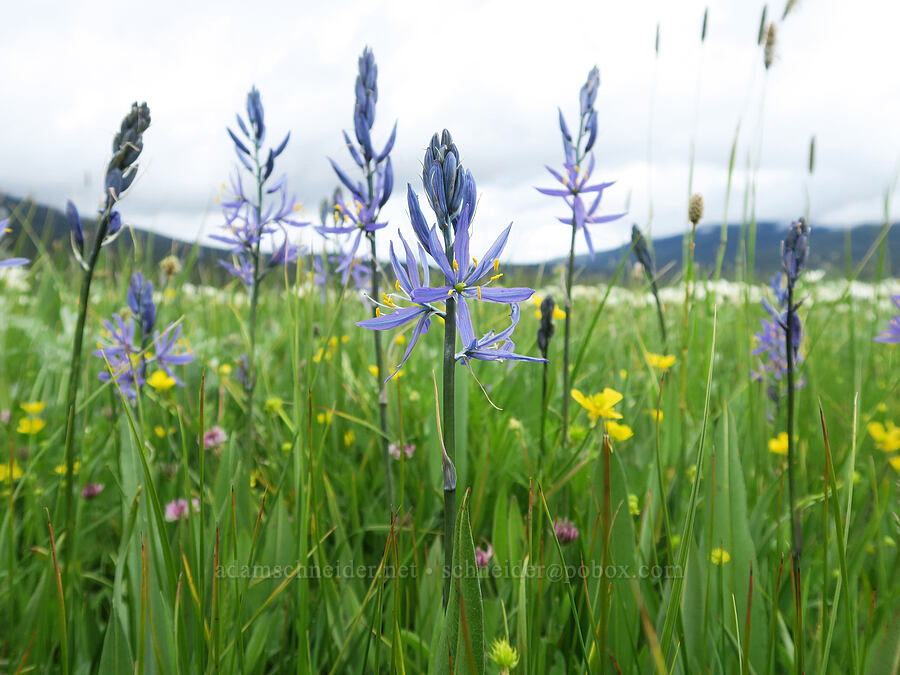camas (Camassia quamash) [Summit Prairie, Malheur National Forest, Grant County, Oregon]