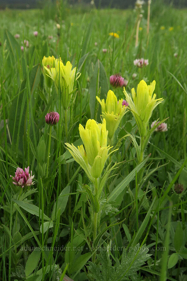 Cusick's paintbrush & Hansen's clover (Castilleja cusickii, Trifolium longipes ssp. hansenii (Trifolium hansenii)) [Summit Prairie, Malheur National Forest, Grant County, Oregon]