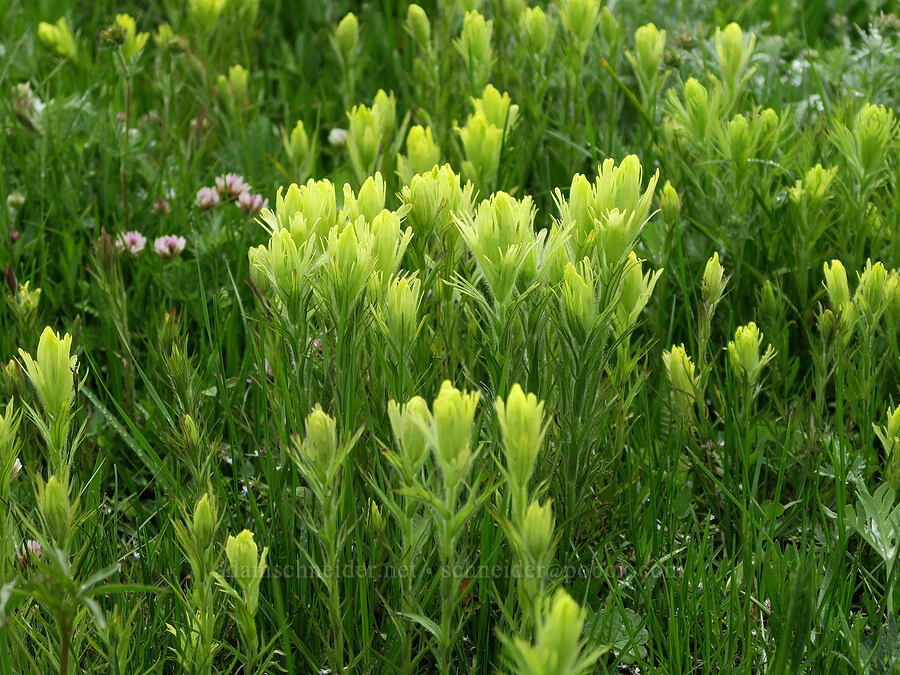 Cusick's paintbrush (Castilleja cusickii) [Summit Prairie, Malheur National Forest, Grant County, Oregon]