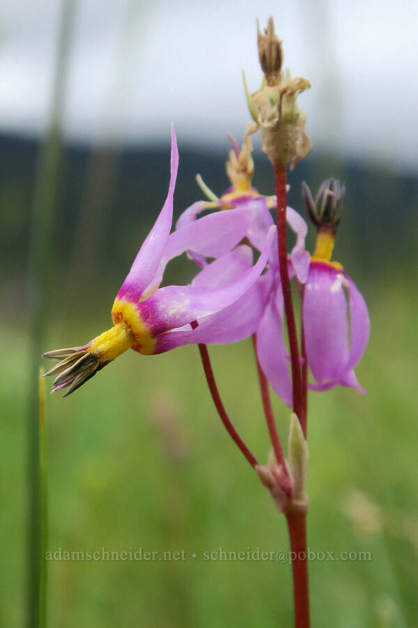 yellow-throat shooting stars (Dodecatheon pulchellum var. pulchellum (Primula pauciflora var. pauciflora)) [Summit Prairie, Malheur National Forest, Grant County, Oregon]