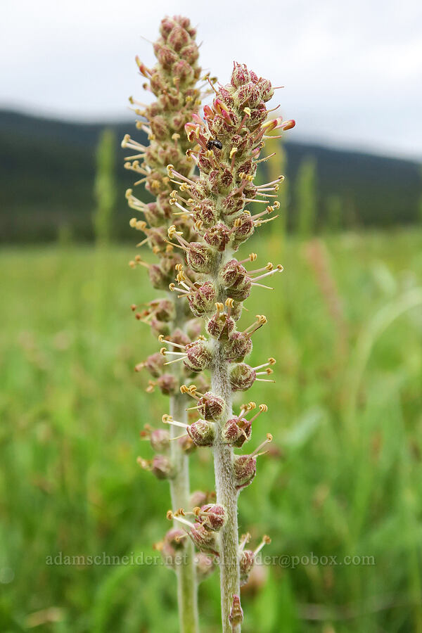 red coral-drops (Besseya rubra (Synthyris rubra) (Veronica rubra)) [Summit Prairie, Malheur National Forest, Grant County, Oregon]