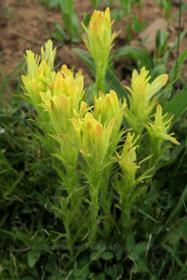 Cusick's paintbrush (Castilleja cusickii) [Summit Prairie, Malheur National Forest, Grant County, Oregon]
