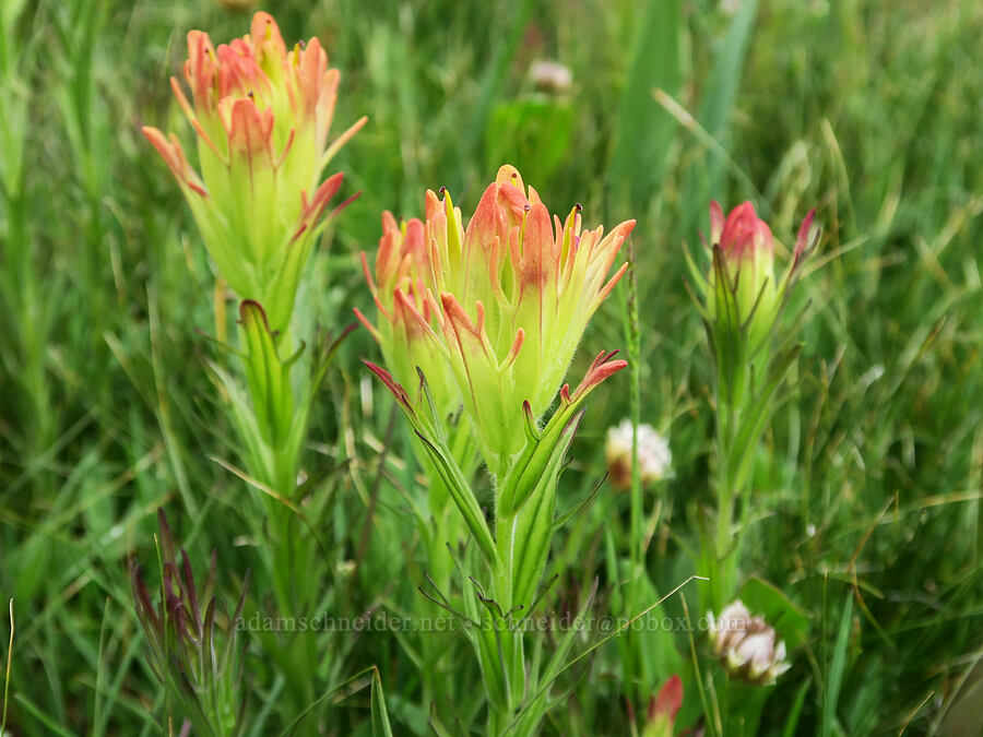 red-tinged Cusick's paintbrush (Castilleja cusickii) [Summit Prairie, Malheur National Forest, Grant County, Oregon]