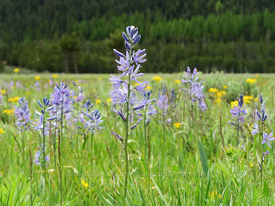camas (Camassia quamash) [Summit Prairie, Malheur National Forest, Grant County, Oregon]