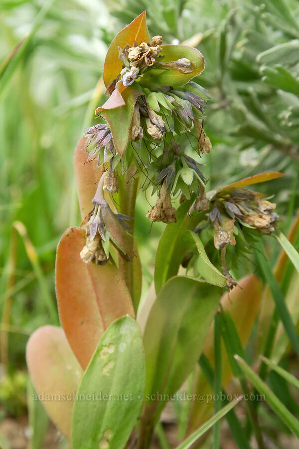 long-flowered bluebells, going to seed (Mertensia longiflora) [Summit Prairie, Malheur National Forest, Grant County, Oregon]
