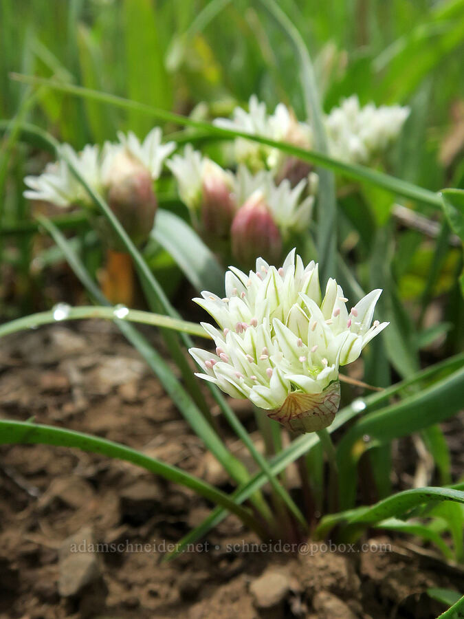 Brandegee's onions (Allium brandegeei) [Summit Prairie, Malheur National Forest, Grant County, Oregon]