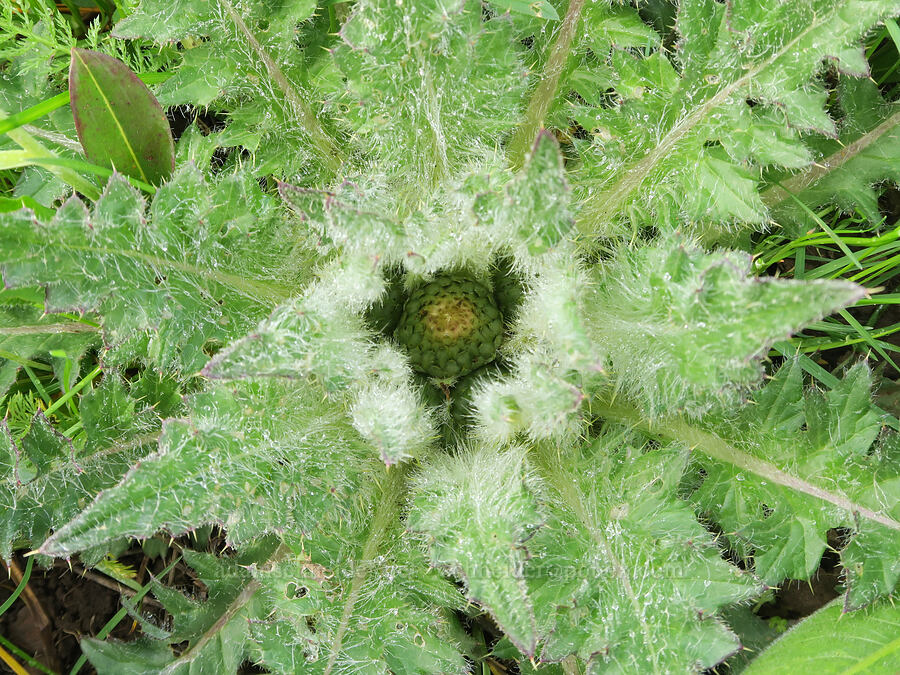 elk thistle (Cirsium scariosum) [Summit Prairie, Malheur National Forest, Grant County, Oregon]
