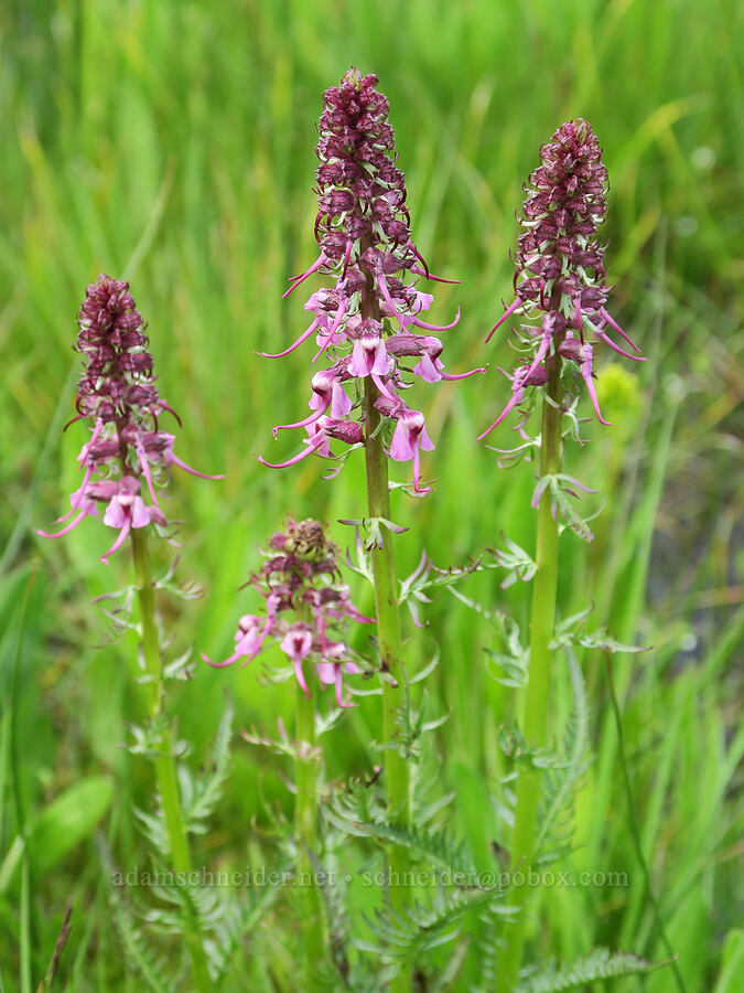 elephant's-head lousewort (Pedicularis groenlandica) [Summit Prairie, Malheur National Forest, Grant County, Oregon]