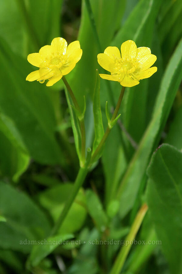 Hartweg's buttercup (Ranunculus alismifolius var. hartwegii) [Summit Prairie, Malheur National Forest, Grant County, Oregon]