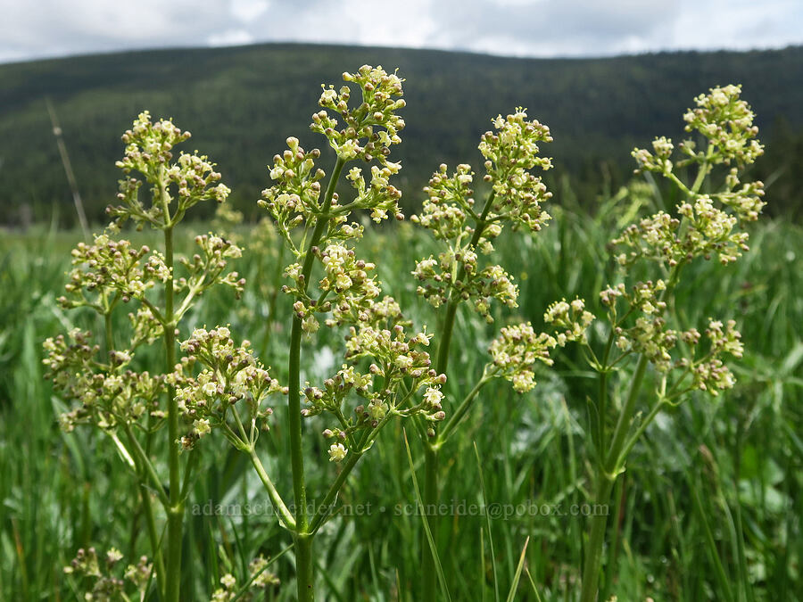 tobacco-root (edible valerian) (Valeriana edulis) [Summit Prairie, Malheur National Forest, Grant County, Oregon]