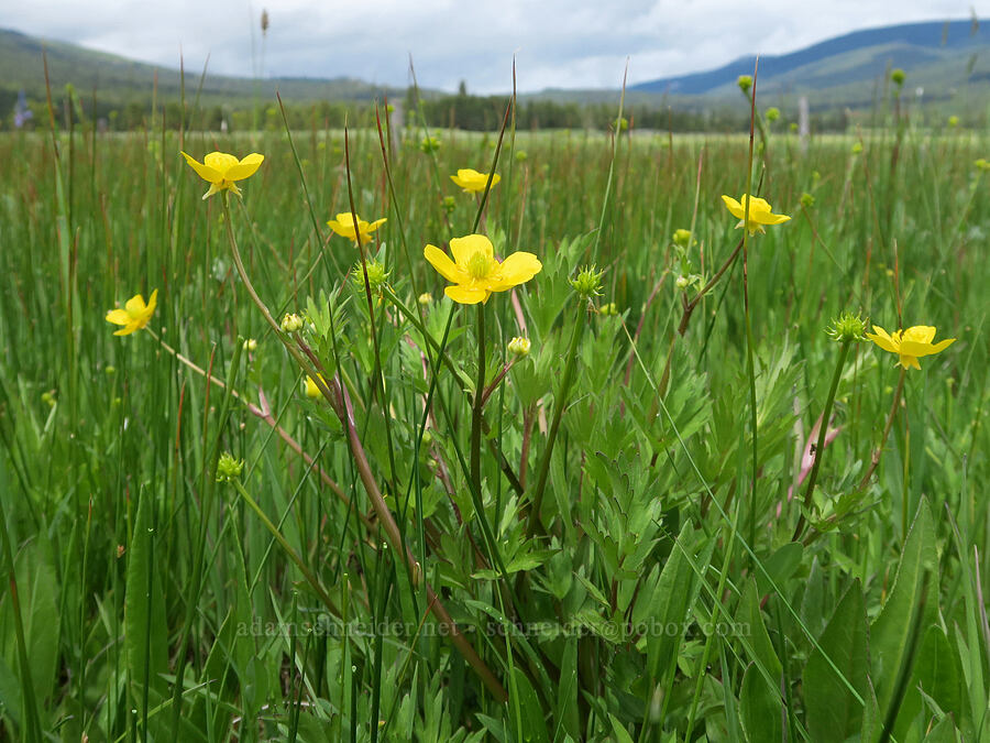 large-flowered swamp buttercup (Ranunculus orthorhynchus var. platyphyllus) [Summit Prairie, Malheur National Forest, Grant County, Oregon]