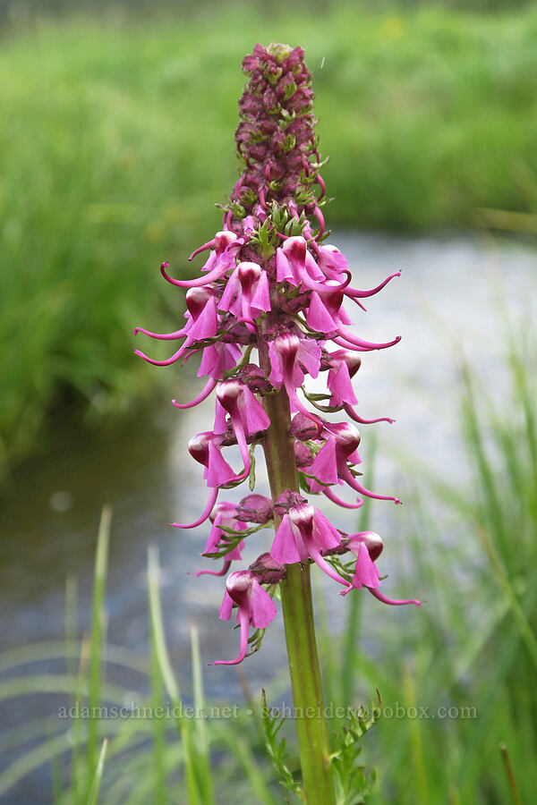 elephant's-head lousewort (Pedicularis groenlandica) [Summit Prairie, Malheur National Forest, Grant County, Oregon]