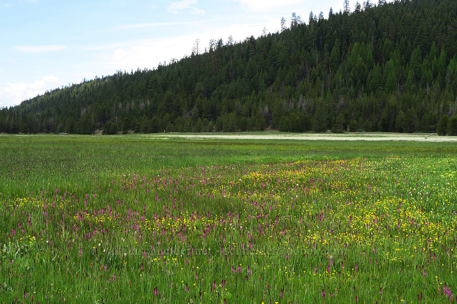wildflowers (Pedicularis groenlandica, Ranunculus orthorhynchus, Bistorta bistortoides (Polygonum bistortoides), Alopecurus pratensis) [Summit Prairie, Malheur National Forest, Grant County, Oregon]