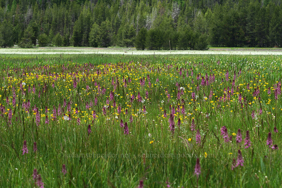 wildflowers (Pedicularis groenlandica, Ranunculus orthorhynchus, Bistorta bistortoides (Polygonum bistortoides), Alopecurus pratensis) [Summit Prairie, Malheur National Forest, Grant County, Oregon]