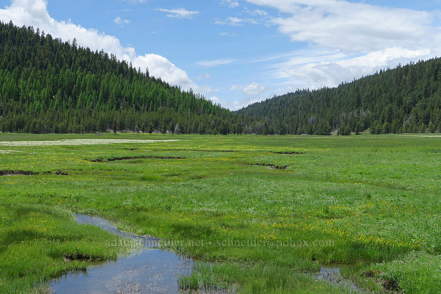wildflowers [Summit Prairie, Malheur National Forest, Grant County, Oregon]