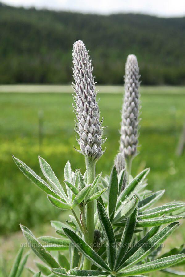 velvet lupine (Lupinus leucophyllus) [Summit Prairie, Malheur National Forest, Grant County, Oregon]