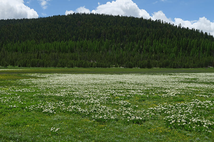 white mule's-ears (Wyethia helianthoides) [Summit Prairie, Malheur National Forest, Grant County, Oregon]