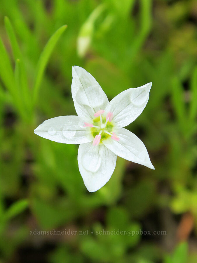 water montia (Montia chamissoi (Claytonia chamissoi)) [Summit Prairie, Malheur National Forest, Grant County, Oregon]