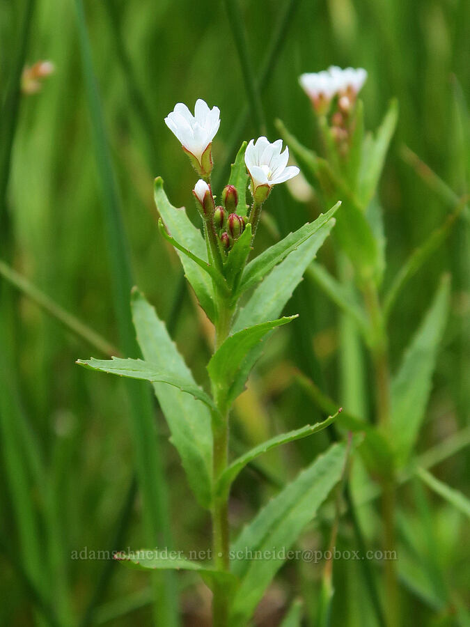 willow-herb (Epilobium ciliatum) [Summit Prairie, Malheur National Forest, Grant County, Oregon]