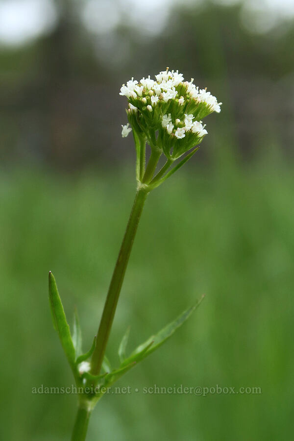 western valerian (Valeriana occidentalis) [Forest Road 16, Malheur National Forest, Grant County, Oregon]