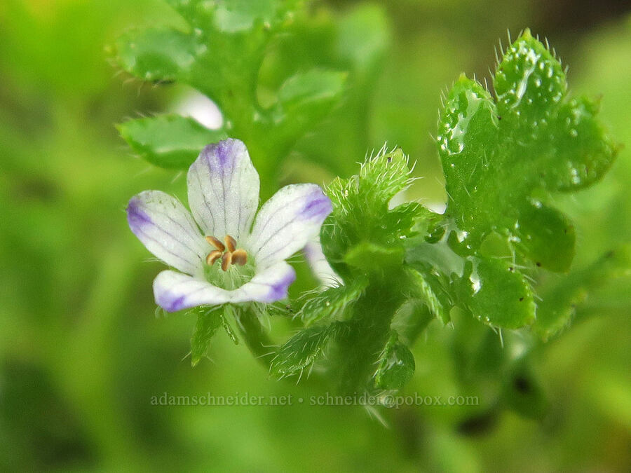 meadow nemophila (Nemophila pedunculata) [Forest Road 16, Malheur National Forest, Grant County, Oregon]