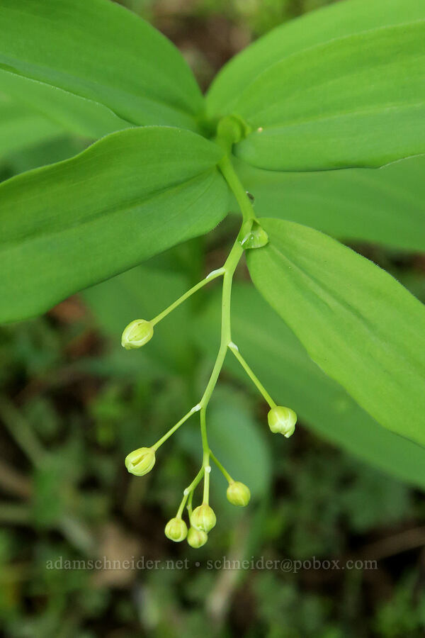 starry false Solomon's-seal, budding (Maianthemum stellatum (Smilacina stellata)) [Forest Road 16, Malheur National Forest, Grant County, Oregon]