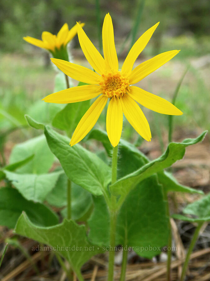 heart-leaf arnica (Arnica cordifolia) [Forest Road 16, Malheur National Forest, Grant County, Oregon]