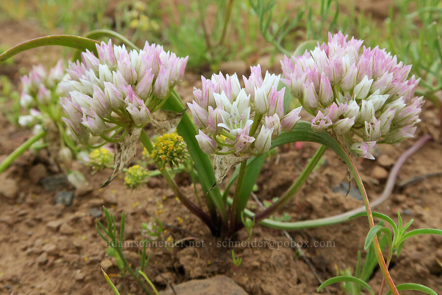 Tolmie's onions (Allium tolmiei) [Logan Valley, Malheur National Forest, Grant County, Oregon]