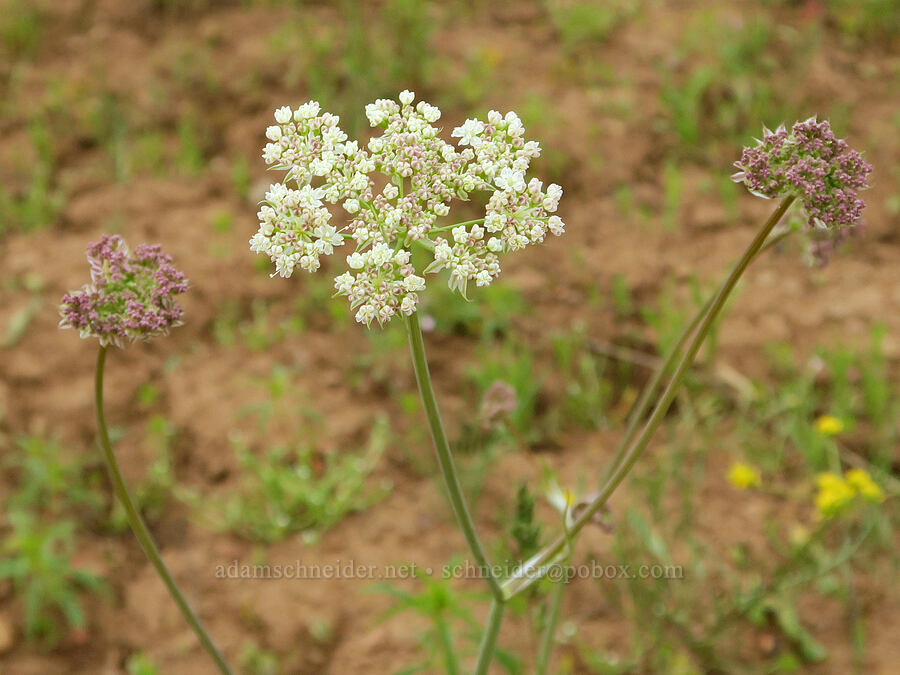 Bolander's yampah (Perideridia bolanderi) [Logan Valley, Malheur National Forest, Grant County, Oregon]